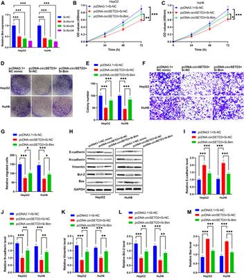 CircSETD3 (Hsa_circ_0000567) Suppresses Hepatoblastoma Pathogenesis via Targeting the miR-423-3p/Bcl-2-Interacting Mediator of Cell Death Axis